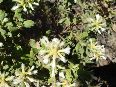 Baccharis pilularis