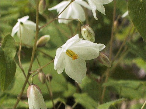 Epimedium diphyllum