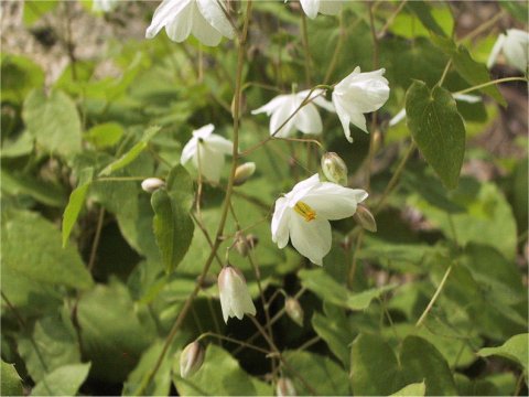 Epimedium diphyllum