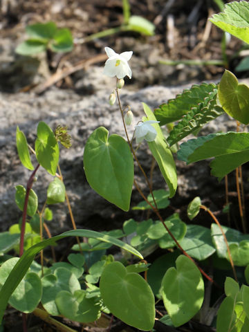 Epimedium diphyllum