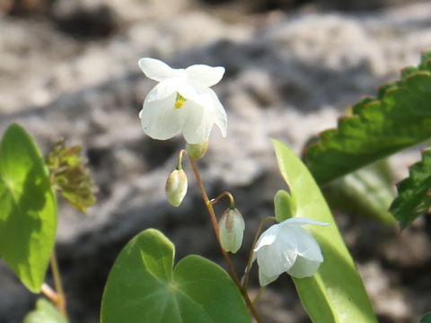 Epimedium diphyllum