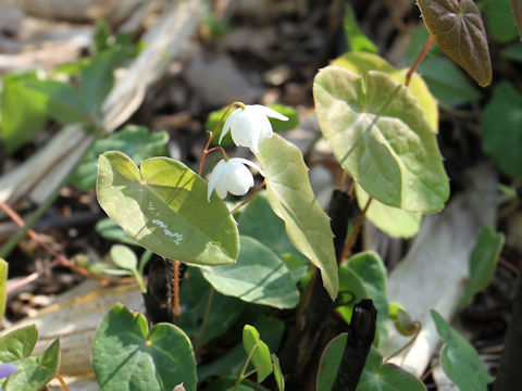 Epimedium diphyllum