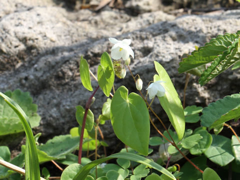 Epimedium diphyllum