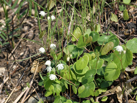 Epimedium diphyllum