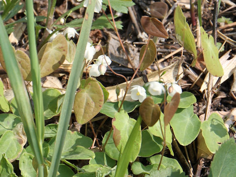 Epimedium diphyllum