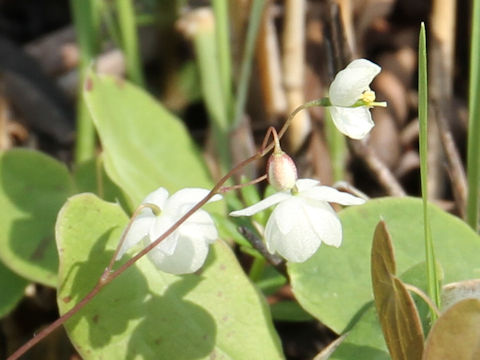 Epimedium diphyllum