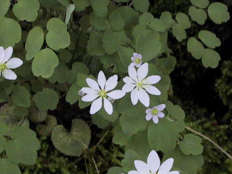 Anemonella thalictroides