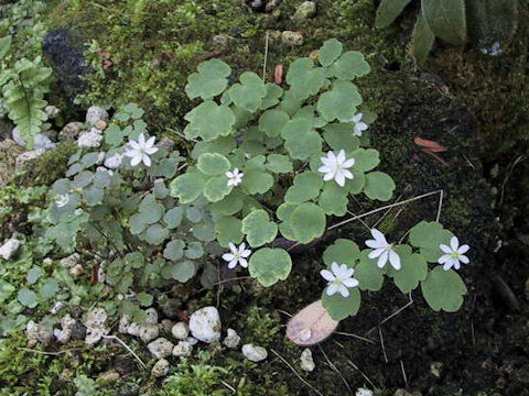 Anemonella thalictroides