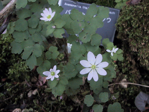 Anemonella thalictroides