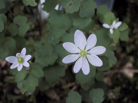 Anemonella thalictroides