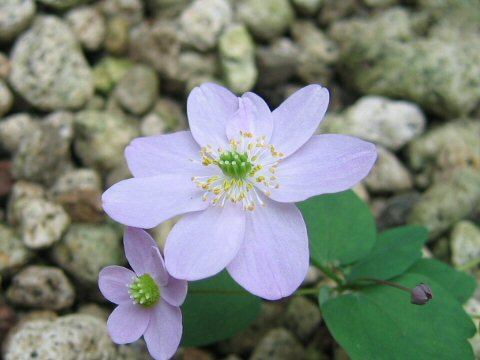 Anemonella thalictroides