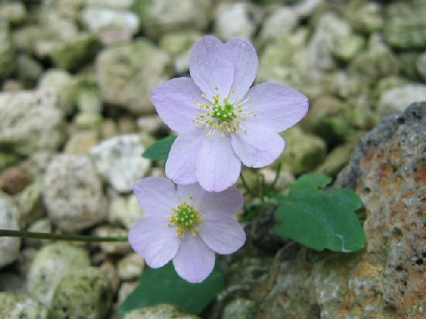 Anemonella thalictroides