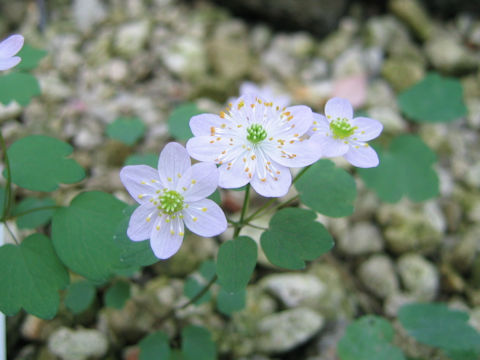 Anemonella thalictroides