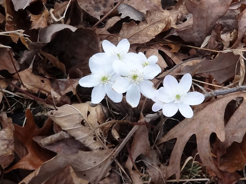 Anemonella thalictroides