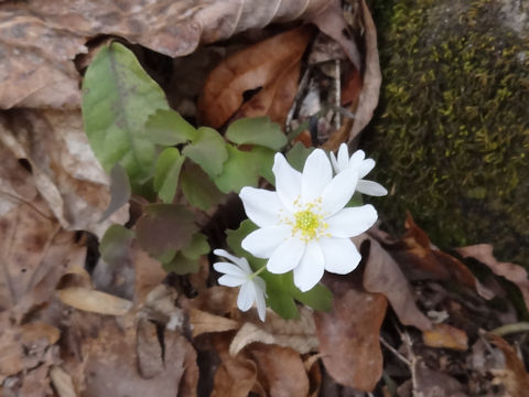 Anemonella thalictroides