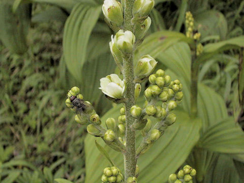 Veratrum album ssp. oxysepalum