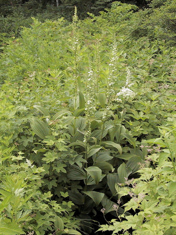 Veratrum album ssp. oxysepalum
