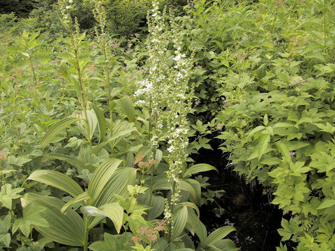 Veratrum album ssp. oxysepalum