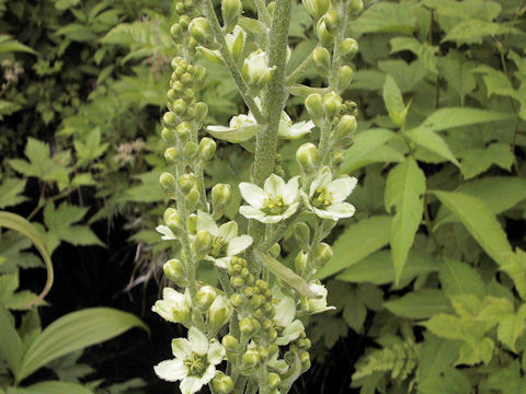 Veratrum album ssp. oxysepalum
