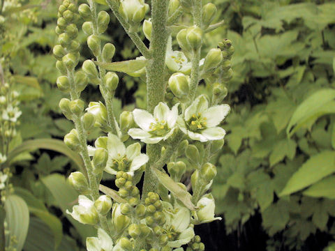 Veratrum album ssp. oxysepalum
