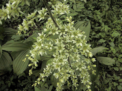 Veratrum album ssp. oxysepalum