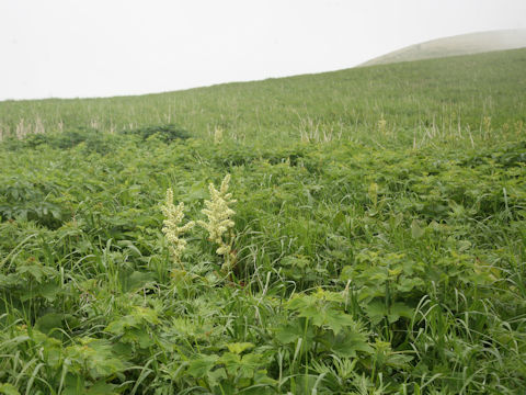 Veratrum album ssp. oxysepalum