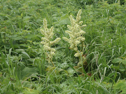 Veratrum album ssp. oxysepalum