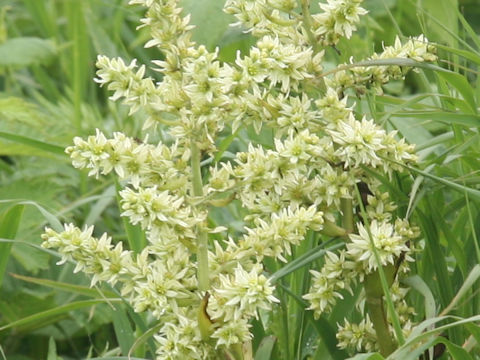 Veratrum album ssp. oxysepalum