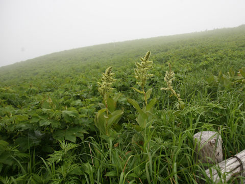 Veratrum album ssp. oxysepalum