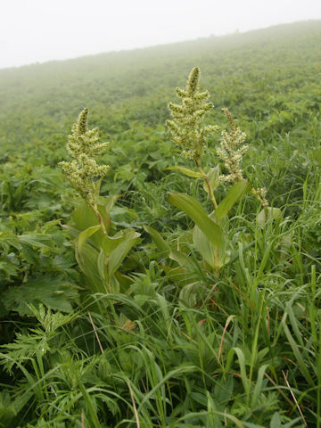 Veratrum album ssp. oxysepalum