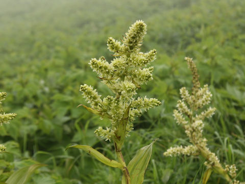 Veratrum album ssp. oxysepalum