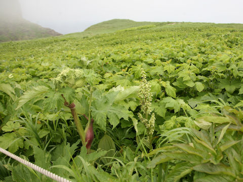 Veratrum album ssp. oxysepalum