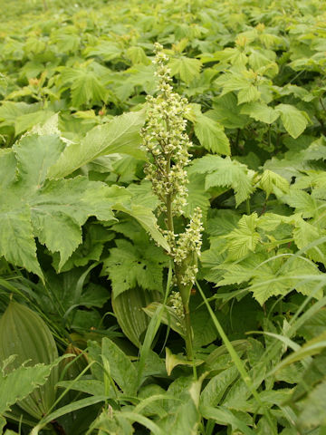 Veratrum album ssp. oxysepalum