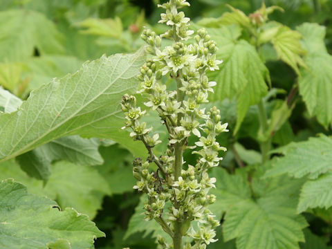 Veratrum album ssp. oxysepalum