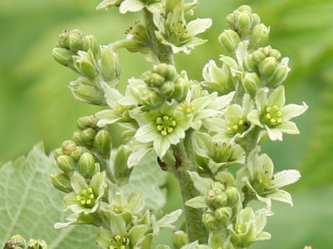 Veratrum album ssp. oxysepalum