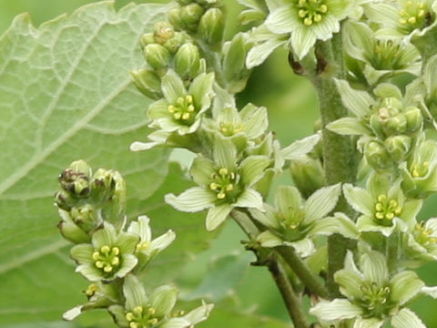 Veratrum album ssp. oxysepalum