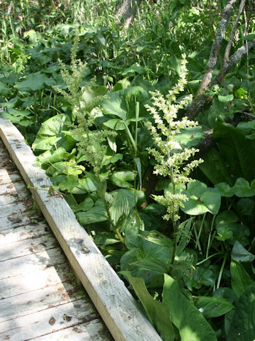 Veratrum album ssp. oxysepalum