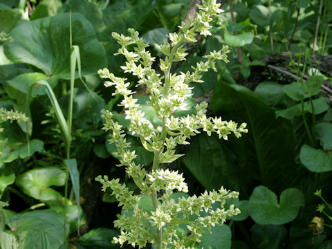 Veratrum album ssp. oxysepalum