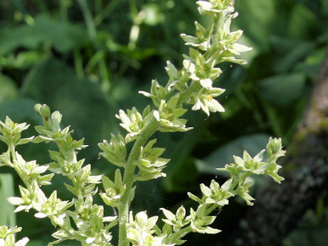 Veratrum album ssp. oxysepalum