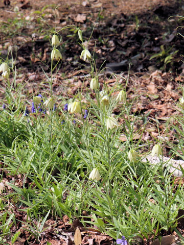 Fritillaria verticillata var. thunbergii