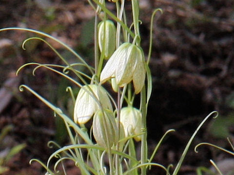 Fritillaria verticillata var. thunbergii