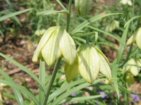 Fritillaria verticillata var. thunbergii