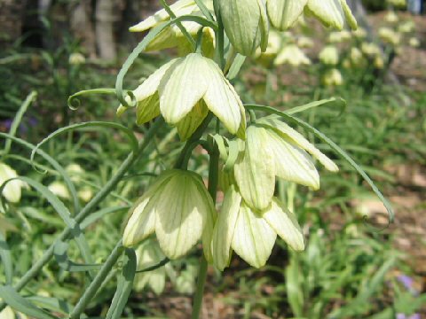 Fritillaria verticillata var. thunbergii