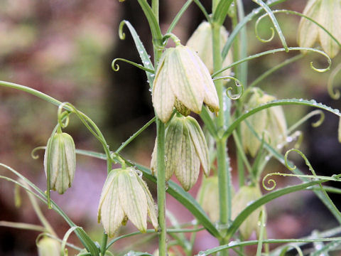 Fritillaria verticillata var. thunbergii