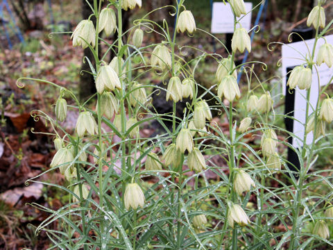 Fritillaria verticillata var. thunbergii