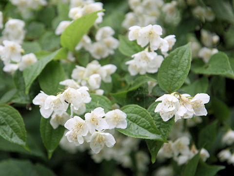 Philadelphus satsumi