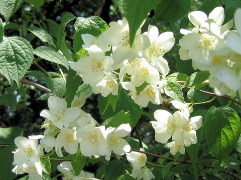 Philadelphus satsumi