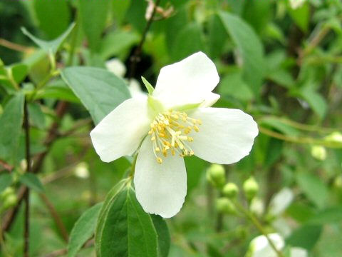 Philadelphus satsumi