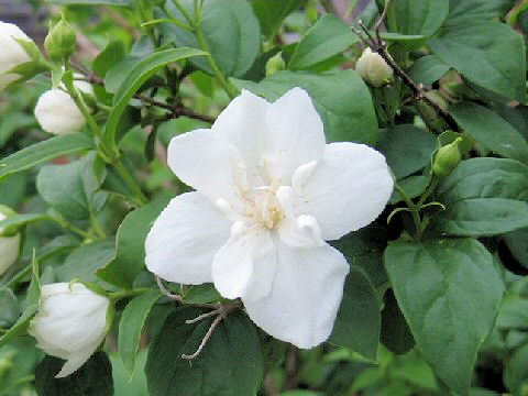 Philadelphus satsumi cv.