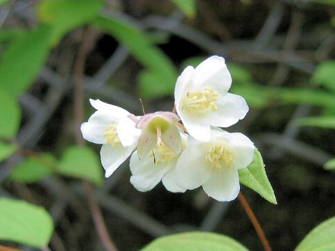 Philadelphus satsumi